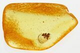 Detailed Fossil Spider (Araneae) In Baltic Amber #381340-1
